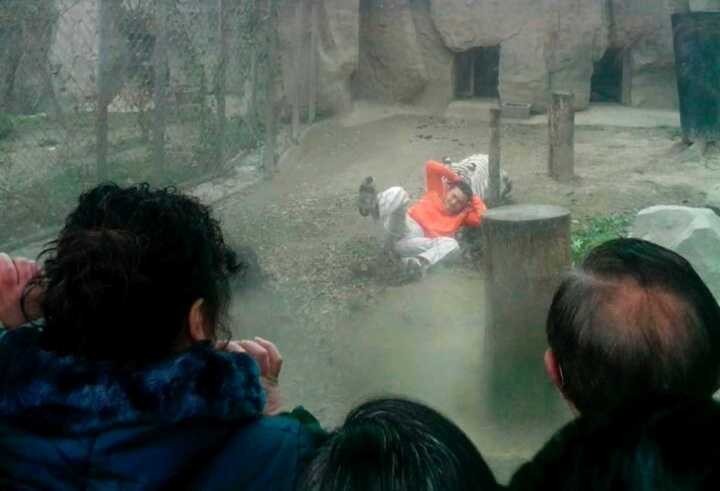 The man was dragged by the white tiger when he climbed into the enclosure at the zoo in China, February 16, 2014.