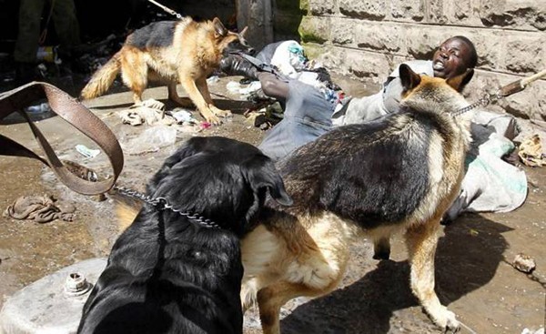 A man was attacked by the police dogs. He was seen stealing from ethnic Somali homes during the second day of skirmishes in Nairobi.
