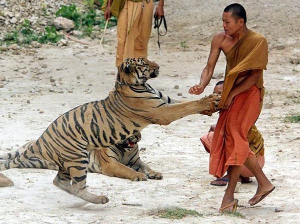 A Thai Buddhist Monk fights with an Asian Tiger at the Wat Pa Luangtabua sanctuary in Sai Yok, western Thailand in the year 2001.