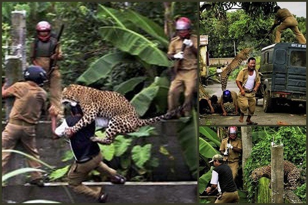 A stray leopard caused total panic when it wandered into an Indian village where it mauled 11 people.