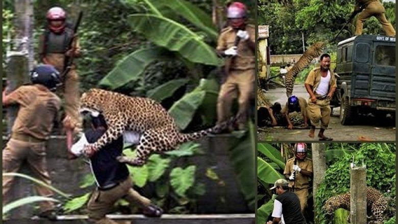 Checkout These Terrifying Pictures Of Animals Attacking Humans
