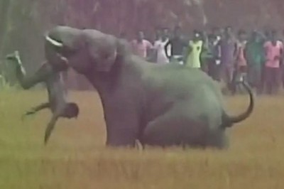 Man Tries to Copy Prabhas Baahubali 2 stunt, Elephant tosses him like a Toy